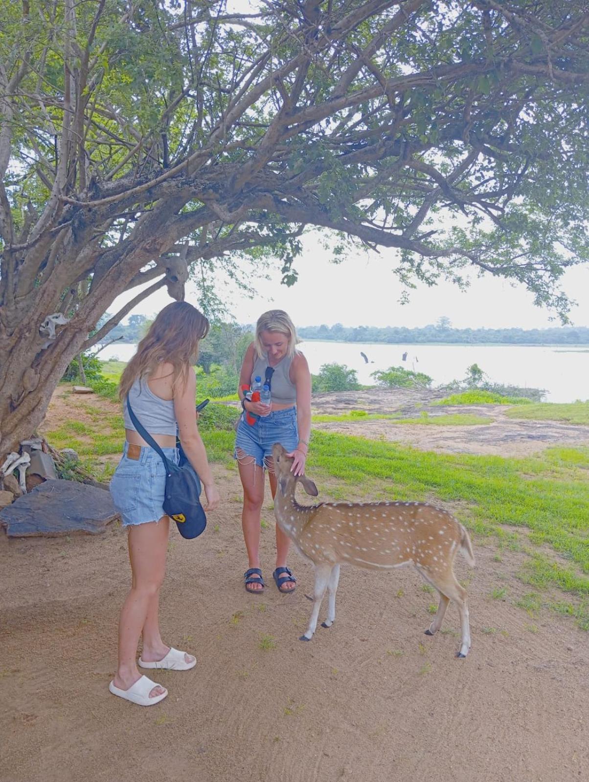 White Rose Safari Home Stay Udawalawe Bagian luar foto