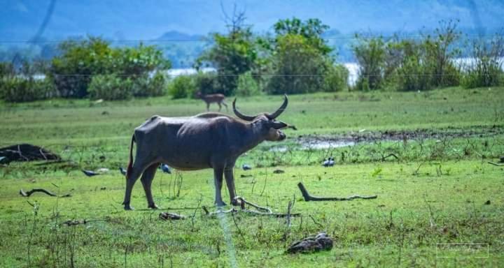 White Rose Safari Home Stay Udawalawe Bagian luar foto